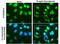 Nuclear Mitotic Apparatus Protein 1 antibody, GTX629072, GeneTex, Immunocytochemistry image 