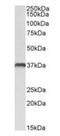 C-type lectin domain family 12 member A antibody, orb181425, Biorbyt, Western Blot image 