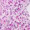 Glucagon receptor antibody, LS-C352249, Lifespan Biosciences, Immunohistochemistry paraffin image 
