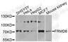 FERM Domain Containing 6 antibody, A9995, ABclonal Technology, Western Blot image 