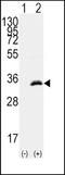 Cyclin Dependent Kinase 1 antibody, TA302013, Origene, Western Blot image 