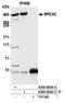 BRCA2 antibody, A300-005A, Bethyl Labs, Immunoprecipitation image 