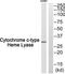 Holocytochrome C Synthase antibody, TA313998, Origene, Western Blot image 