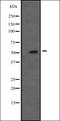 Cyclin Dependent Kinase 16 antibody, orb335482, Biorbyt, Western Blot image 