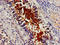 BCAR1 Scaffold Protein, Cas Family Member antibody, orb400792, Biorbyt, Immunohistochemistry paraffin image 