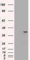 SRY-Box 17 antibody, MA5-24885, Invitrogen Antibodies, Western Blot image 
