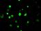 Lysine Demethylase 4C antibody, MA5-24956, Invitrogen Antibodies, Immunocytochemistry image 