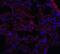 Major Facilitator Superfamily Domain Containing 2A antibody, NBP2-81929, Novus Biologicals, Immunocytochemistry image 