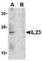 Interleukin 23 Subunit Alpha antibody, AP05588PU-N, Origene, Western Blot image 