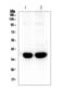 Synaptophysin antibody, LS-C357601, Lifespan Biosciences, Western Blot image 