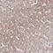 Chromosome 9 Open Reading Frame 64 antibody, NBP2-49155, Novus Biologicals, Immunohistochemistry frozen image 