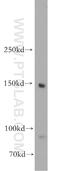 Myosin Binding Protein C, Cardiac antibody, 19977-1-AP, Proteintech Group, Western Blot image 