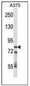 Cleavage and polyadenylation specificity factor subunit 3 antibody, AP51057PU-N, Origene, Western Blot image 