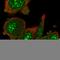 RIO Kinase 1 antibody, HPA051446, Atlas Antibodies, Immunocytochemistry image 