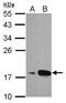 Anterior gradient protein 3 homolog antibody, NBP2-15307, Novus Biologicals, Western Blot image 