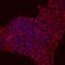 Regenerating Family Member 3 Alpha antibody, MAB5965, R&D Systems, Immunofluorescence image 