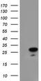 Regulator of G-protein signaling 16 antibody, TA503990S, Origene, Western Blot image 