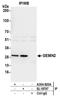 Gem Nuclear Organelle Associated Protein 2 antibody, A304-820A, Bethyl Labs, Immunoprecipitation image 