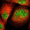 Calpain small subunit 1 antibody, HPA006872, Atlas Antibodies, Immunofluorescence image 