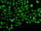 Programmed cell death protein 5 antibody, LS-C346343, Lifespan Biosciences, Immunofluorescence image 