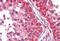 Dihydropyrimidinase Like 2 antibody, MBS245367, MyBioSource, Immunohistochemistry frozen image 