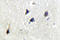 Adenylate cyclase type 5 antibody, LS-C176868, Lifespan Biosciences, Immunohistochemistry frozen image 