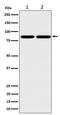 Ras and EF-hand domain-containing protein antibody, M10871, Boster Biological Technology, Western Blot image 