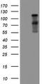 Folate Hydrolase 1 antibody, TA504567S, Origene, Western Blot image 