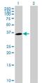 Metallophosphoesterase Domain Containing 1 antibody, H00000758-B01P, Novus Biologicals, Western Blot image 