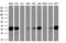 SDH antibody, GTX83588, GeneTex, Western Blot image 