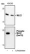 Myosin Light Chain 9 antibody, MA5-15163, Invitrogen Antibodies, Western Blot image 