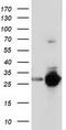 Sepiapterin Reductase antibody, TA501960, Origene, Western Blot image 