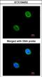 Kinetochore-associated protein NSL1 homolog antibody, LS-C185620, Lifespan Biosciences, Immunocytochemistry image 