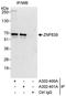 Zinc finger protein 639 antibody, A302-401A, Bethyl Labs, Immunoprecipitation image 
