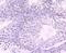 Lysine Acetyltransferase 7 antibody, NBP2-66882, Novus Biologicals, Immunohistochemistry paraffin image 