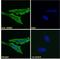 B1AR antibody, LS-C54455, Lifespan Biosciences, Immunofluorescence image 