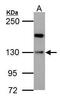 Homeodomain-interacting protein kinase 1 antibody, PA5-28787, Invitrogen Antibodies, Western Blot image 