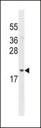 Acireductone Dioxygenase 1 antibody, LS-C156095, Lifespan Biosciences, Western Blot image 
