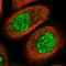 Histone-lysine N-methyltransferase SETD2 antibody, HPA042451, Atlas Antibodies, Immunofluorescence image 