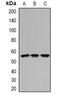 Interferon Induced Protein 44 antibody, orb378117, Biorbyt, Western Blot image 