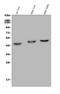 G Protein-Coupled Bile Acid Receptor 1 antibody, A01958-1, Boster Biological Technology, Western Blot image 