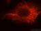 Leukocyte Receptor Cluster Member 9 antibody, 16295-1-AP, Proteintech Group, Immunofluorescence image 