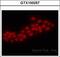 ETS Transcription Factor ERG antibody, GTX100257, GeneTex, Immunofluorescence image 