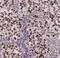 SPT20 Homolog, SAGA Complex Component antibody, FNab02986, FineTest, Immunohistochemistry frozen image 