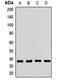 SEC13 Homolog, Nuclear Pore And COPII Coat Complex Component antibody, LS-C668634, Lifespan Biosciences, Western Blot image 