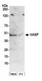 Vasodilator Stimulated Phosphoprotein antibody, A304-769A, Bethyl Labs, Western Blot image 