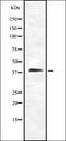 Cadherin-4 antibody, orb337058, Biorbyt, Western Blot image 