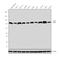 Enhancer Of Zeste 2 Polycomb Repressive Complex 2 Subunit antibody, MA5-18108, Invitrogen Antibodies, Western Blot image 