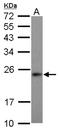 Mitochondrial Ribosomal Protein S23 antibody, NBP2-19412, Novus Biologicals, Western Blot image 
