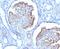 WT1 Transcription Factor antibody, V7205-20UG, NSJ Bioreagents, Immunohistochemistry frozen image 